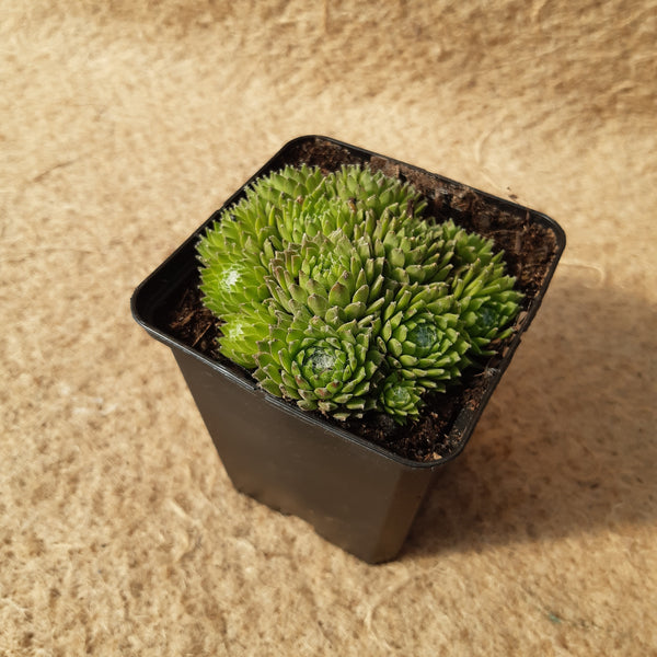 Sempervivum arachnoideum