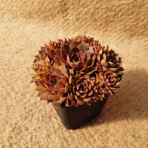 Sempervivum marmoreum 'Brunneifolium'