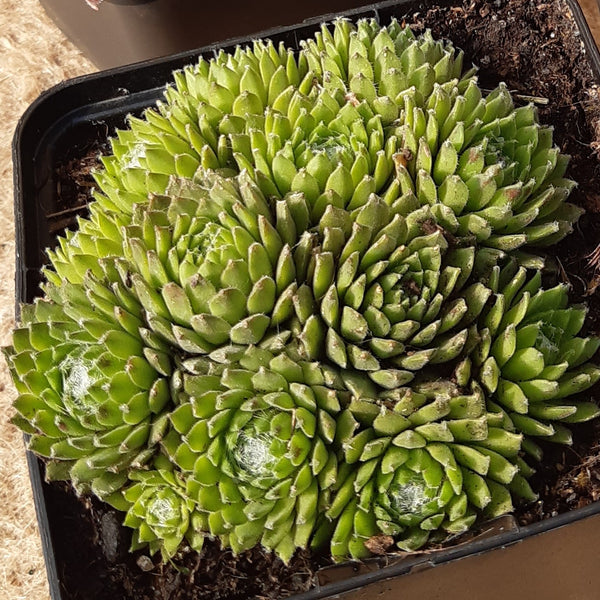 Sempervivum arachnoideum