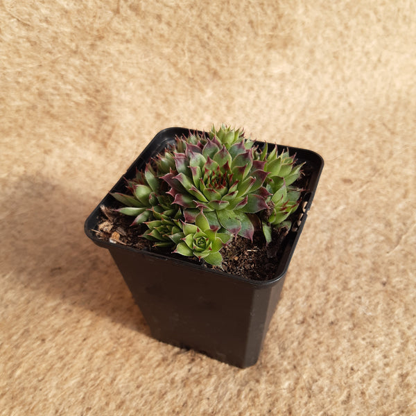 Sempervivum calcareum