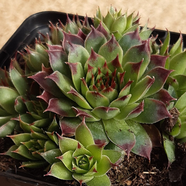 Sempervivum calcareum