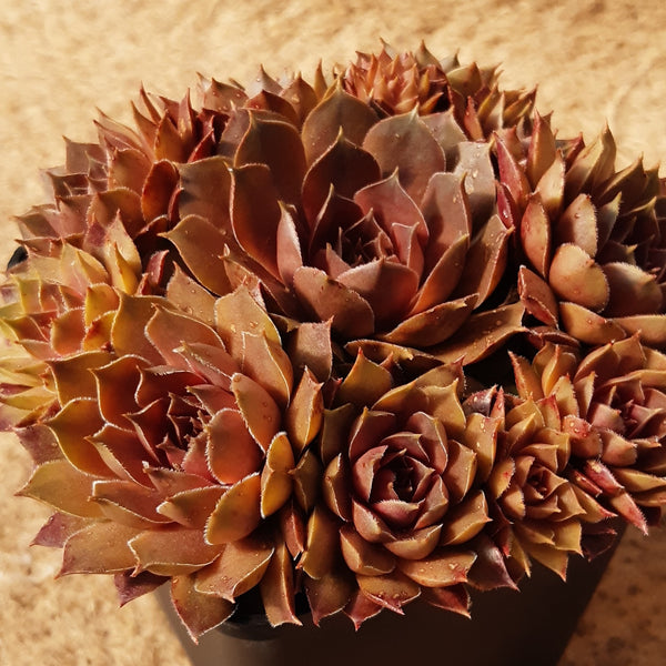 Sempervivum marmoreum 'Brunneifolium'
