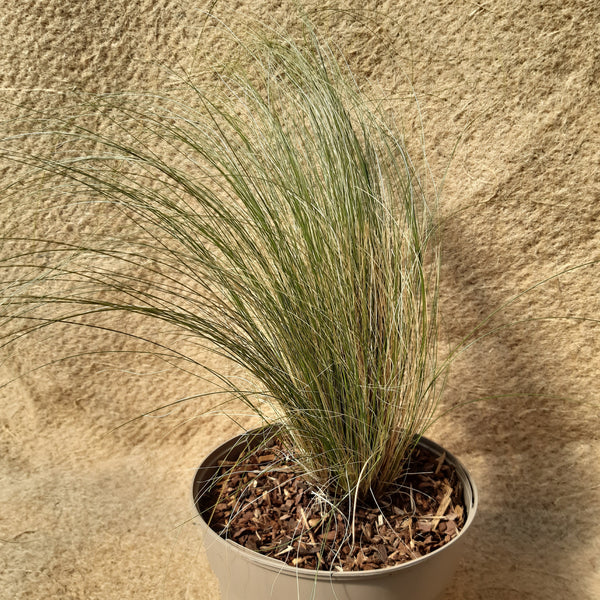 Stipa tenuifolia