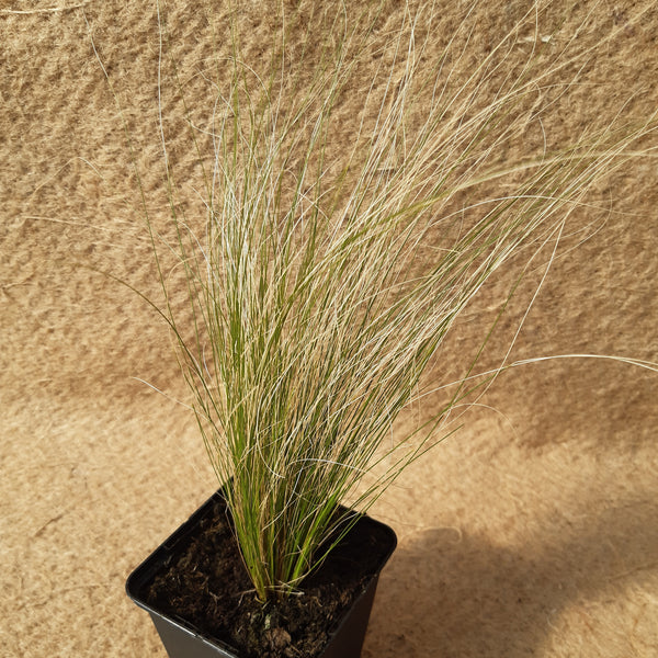 Stipa tenuifolia
