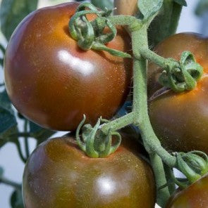 Tomate 'Noire de Crimée'