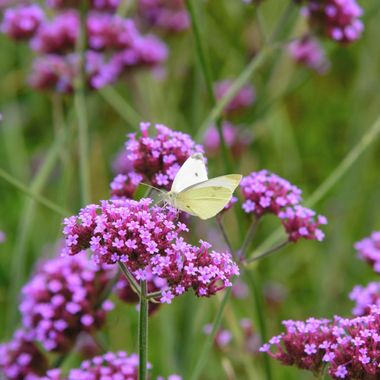 Verbena bonariensis