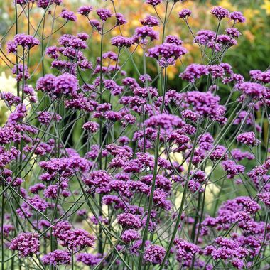 Verbena bonariensis