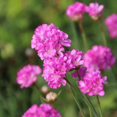 Armeria maritima 'Rosea compacta'