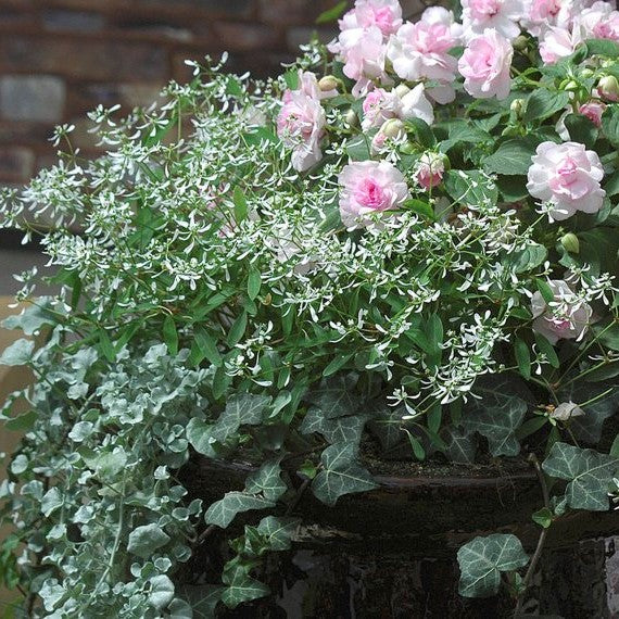 Euphorbe 'Diamond Frost®'