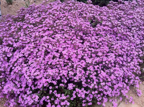Saponaria ocymoides