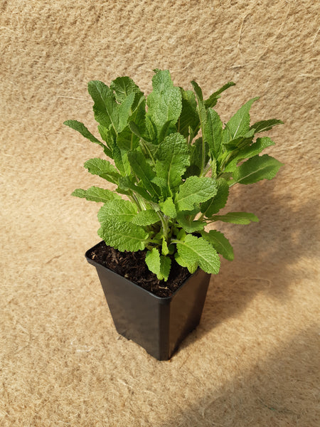 Salvia nemerosa 'Caradonna'