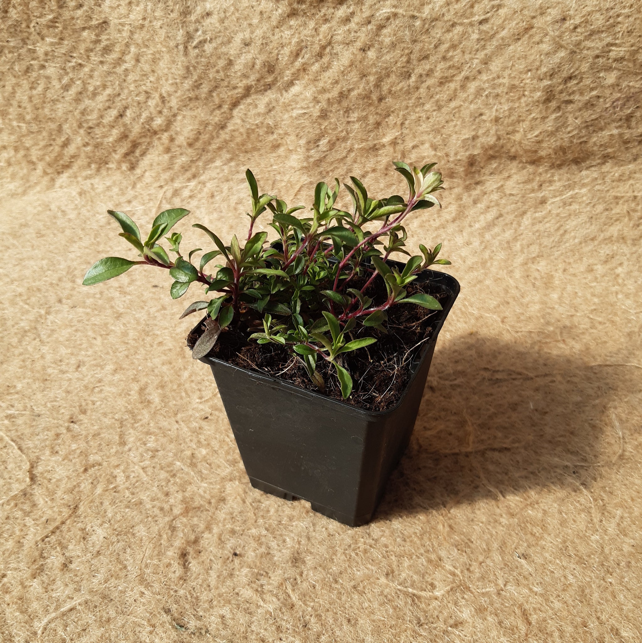 Saponaria ocymoides