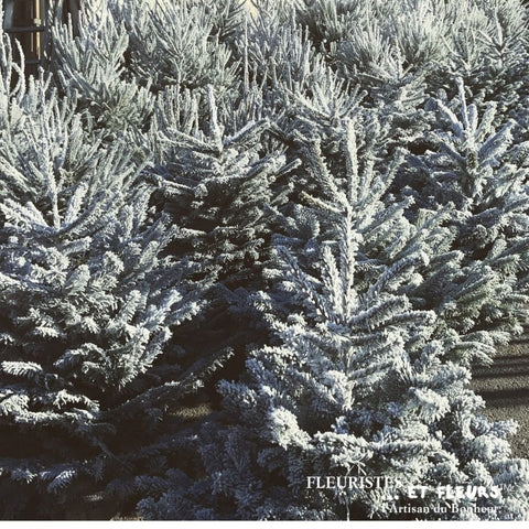 EPICEA FLOQUE BLANC sur socle